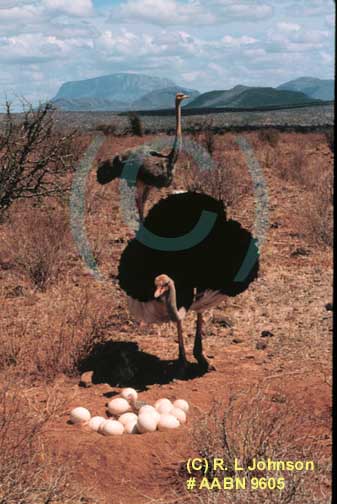 Ostrich at nest with eggs