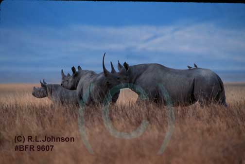 Rhino family in Africa