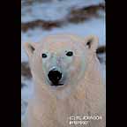 Portrait of Polar Bear
