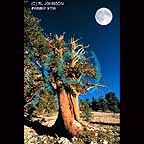 Bristle Cone Pine in the White Mountains of California