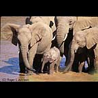 African Elephants in Kenya