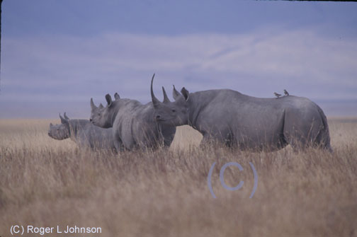 Blach Rhinoceroses, Ngnrongoro Crater, Tanzania Africa