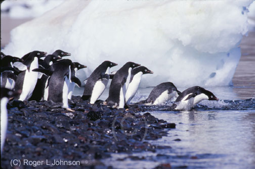Adelie penguins Antarctica