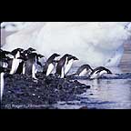 Adelie penguins Antarctica