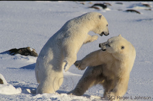 Polar bears in Churchill Manitoba Canada