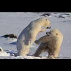 Polar bears in Churchill Manitoba Canada