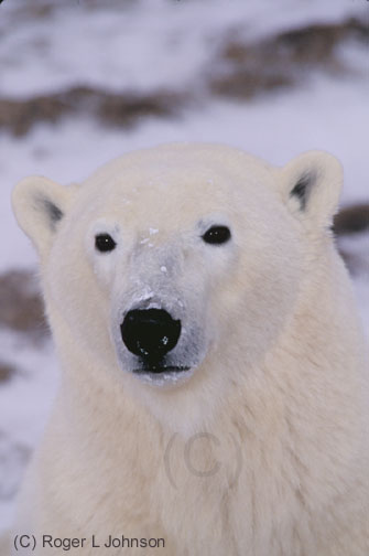 Polar bear in Churchill Manitoba Canada
