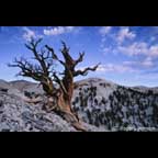 Bristle Cone Pine, White Mountains California